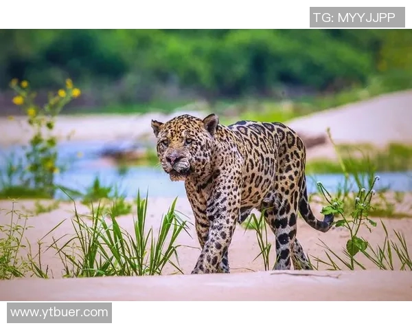 宾约哥与阿尔艾吉利达的精彩对决揭示足球战术与团队合作的魅力